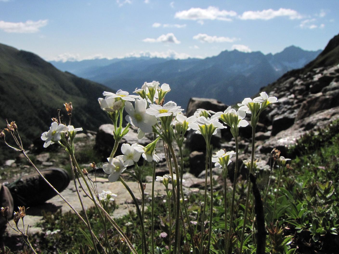 Sentieri ferrati, sentieri fioriti: i fiori dell''Albiolo